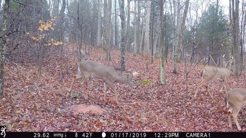 trail cam13