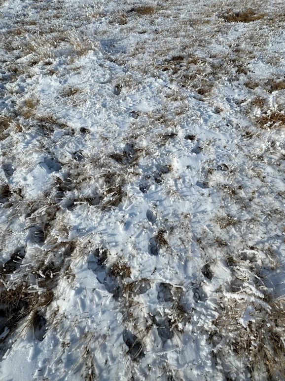 D5228618-0488-4F1C-9722-239BC3FF3313_1_105_c