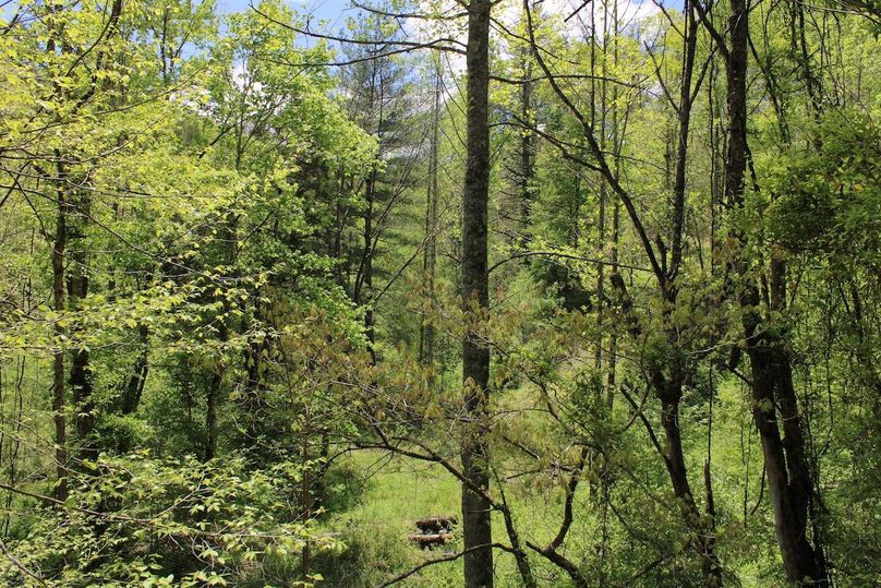 020 nice flat area in the bottom along the creek