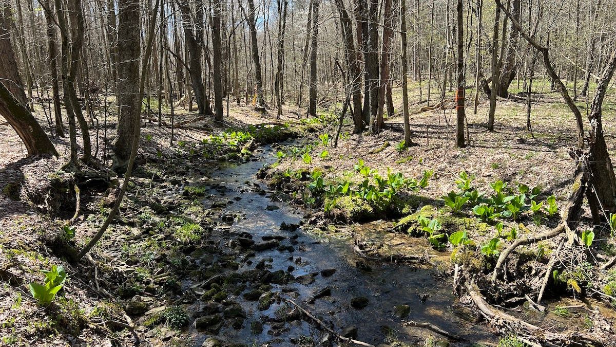 Wooded Acreage With Stream Near Tionesta | Whitetail Properties