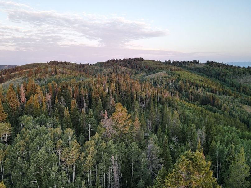 dji_fly_20240717_062156_519_1721218989377_photo 2