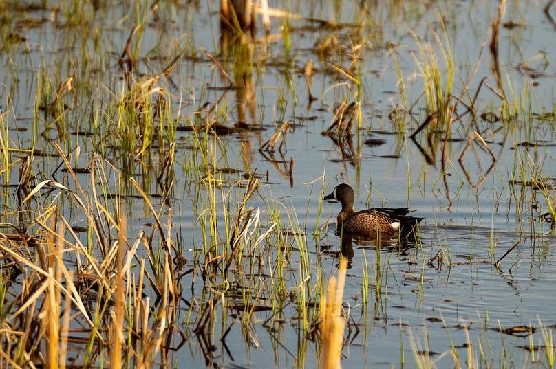 31. Bluewing 3