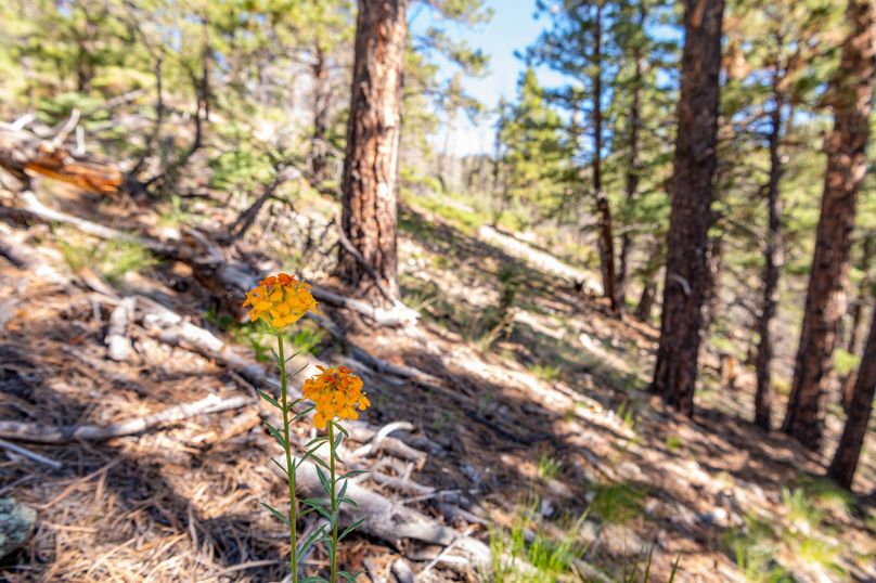 Copy of Los Alamos 508 6-24-6