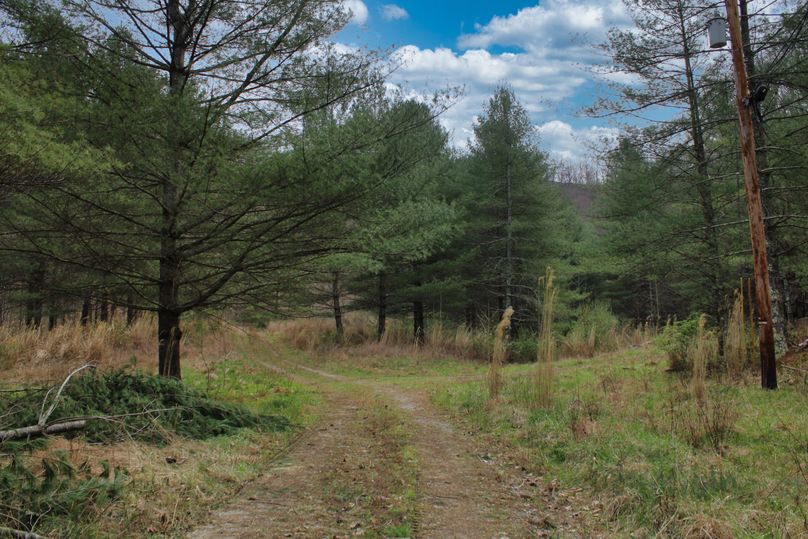 009 gorgeous evergreens leading up the drive