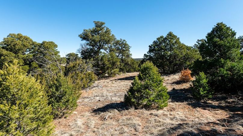 012 - Mature Trees