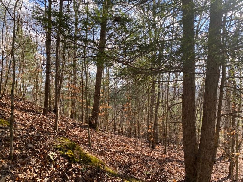 017 beautiful hardwood and hemlock forested area