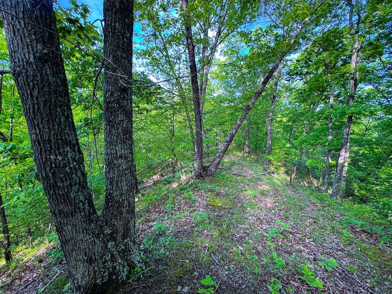 Wirt, WV 145.69 AC 273 Wildflower-33