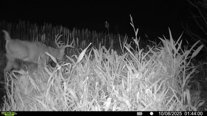 016578000659844-95-2-10082025014400-SYFW11393