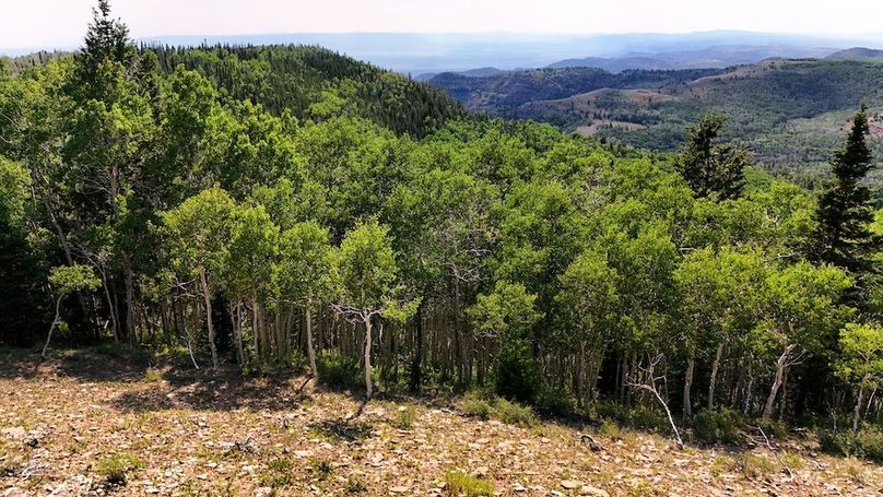 DJI_20250726170709_0113_D