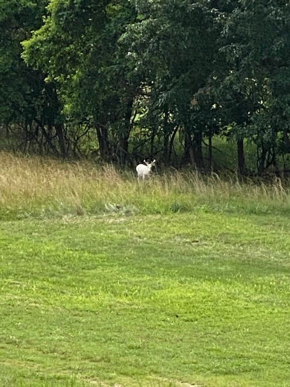 Whitey-with rack