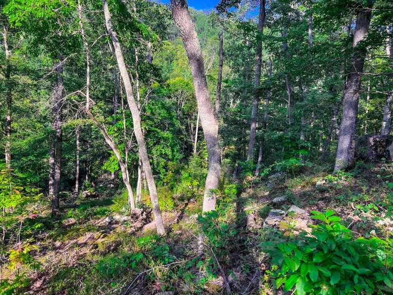 Calhoun, WV 101.8 AC Holly -25