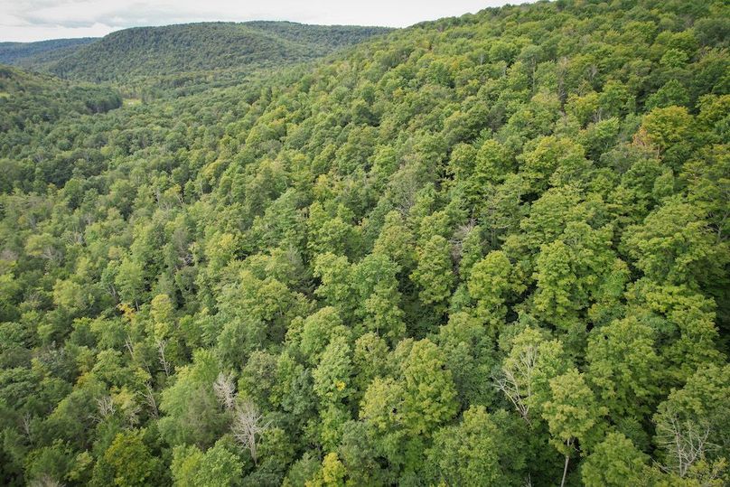 Chemung_60.55_Baumunk_Photos_30