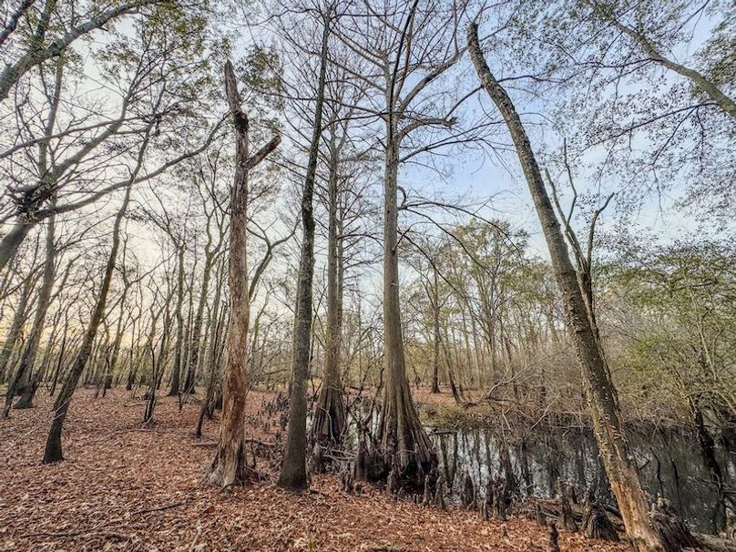 St. Francis 216.9 Calvin Parker Farms Profile -45