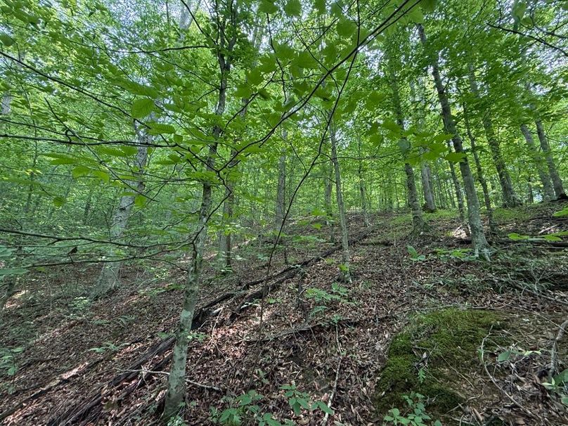 008 open point in the west area of the property