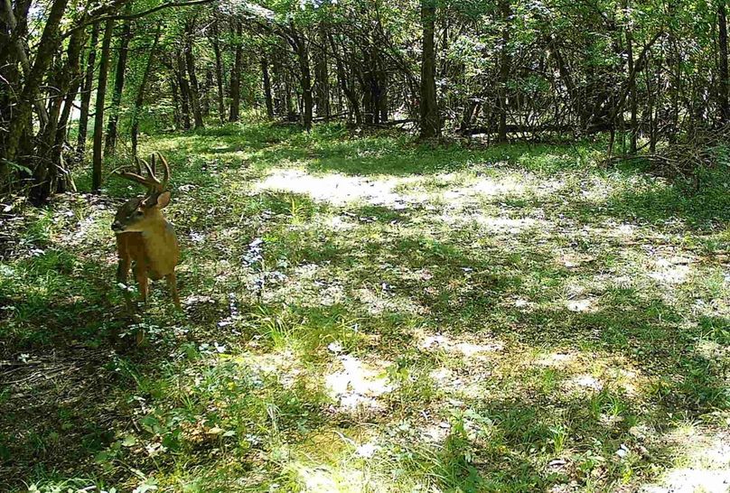 Copy of Clay 374.13 Trail Cam Photo-5 Large