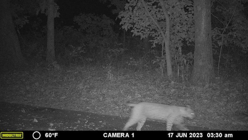Bobcat 2