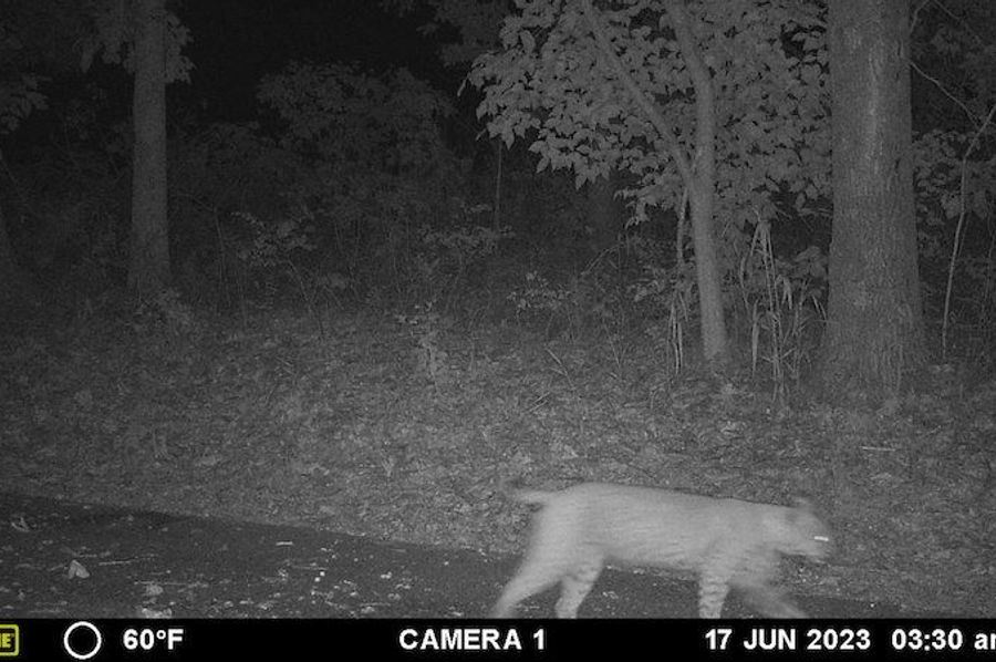 Bobcat 2