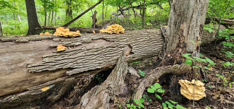 372332429_3582044092043735_624320255872180499_n