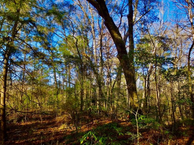 FF4BCA73-6B7A-47C1-9E47-4C7877470143_1_105_c