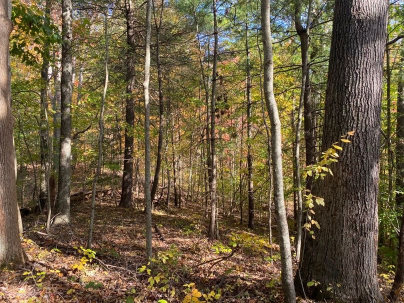 011 wooded ridge area in the north section of the property