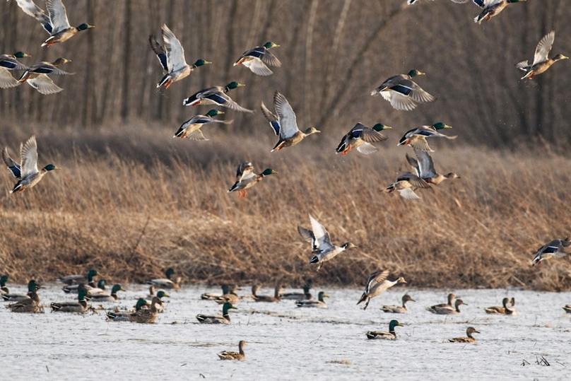 8 Platte MO 225 Tract 1