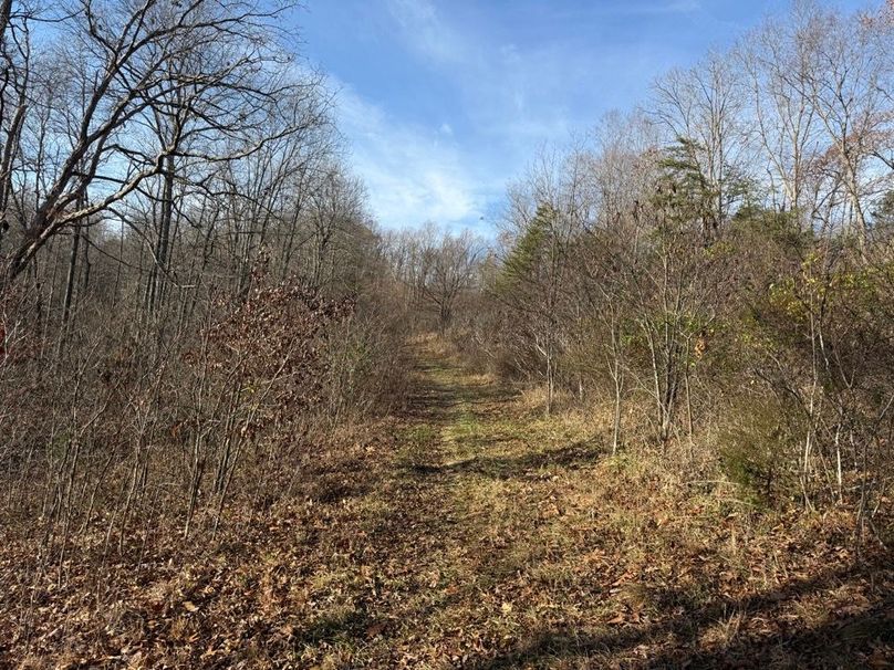 030 brushy browse and cover in the northeast section of the property