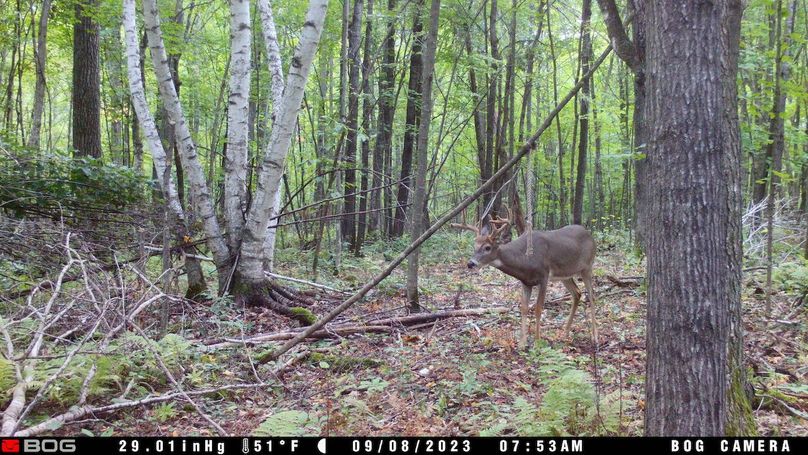 Cloverton 9 Point Buck