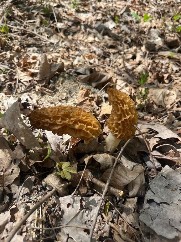 MOREL2