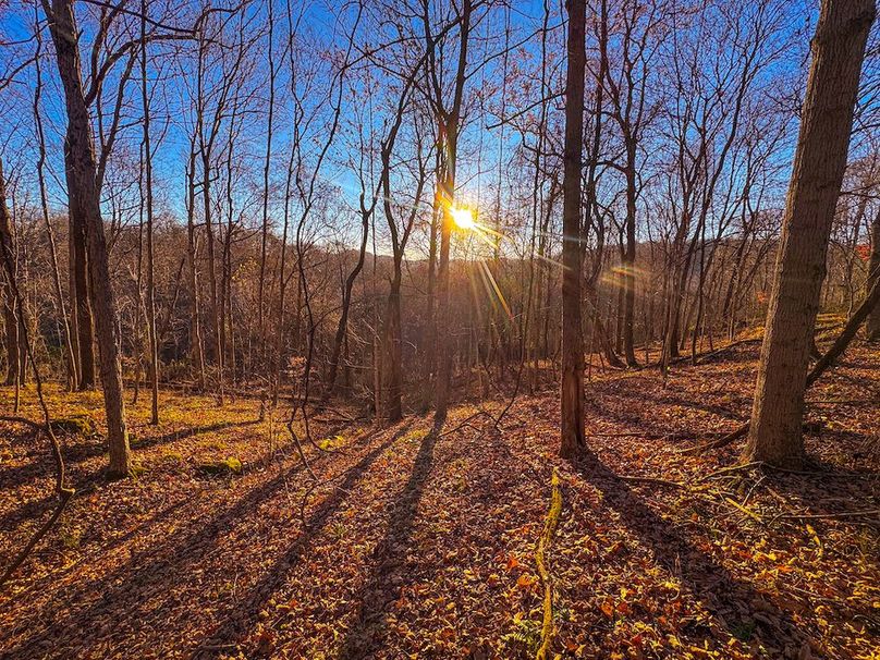 Pleasants_Wood 169.97 AC Cokeley-08