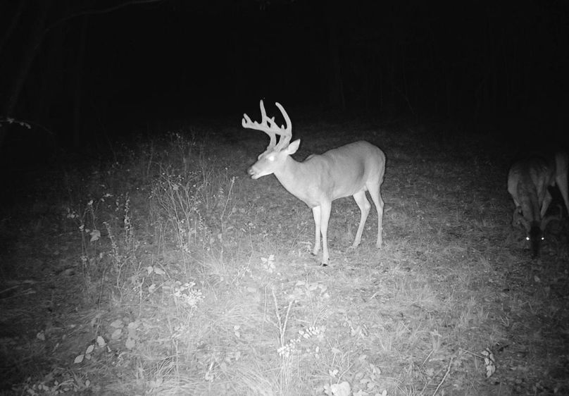 Copy of Clay 374.13 Trail Cam Photo-2 Large