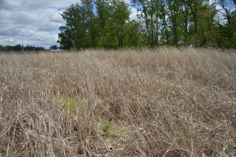 Grassy area