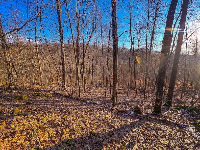 Roane, WV 100.12 AC Tree Line-58