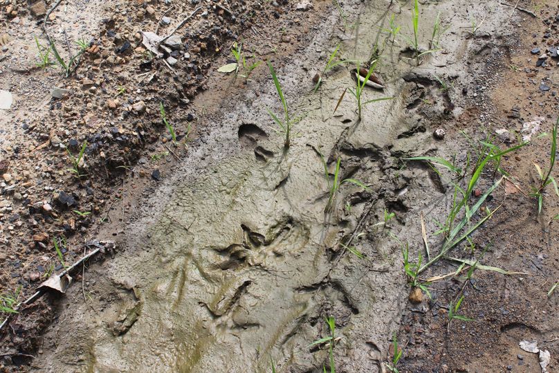 016 no shortage of wildlife tracks in this small dried up mud puddle along the secondary roads