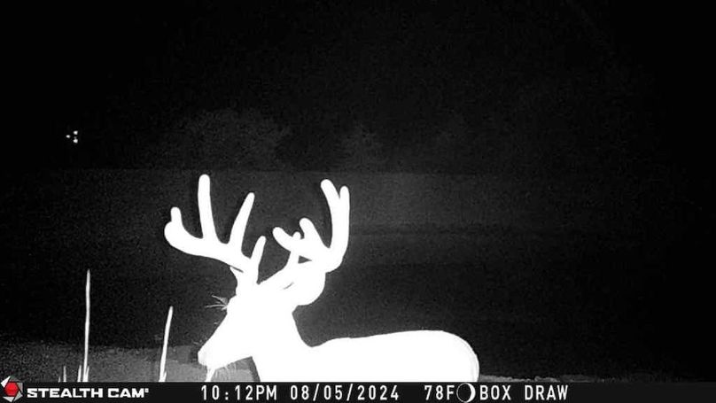 16. Recent trailcam photo 4