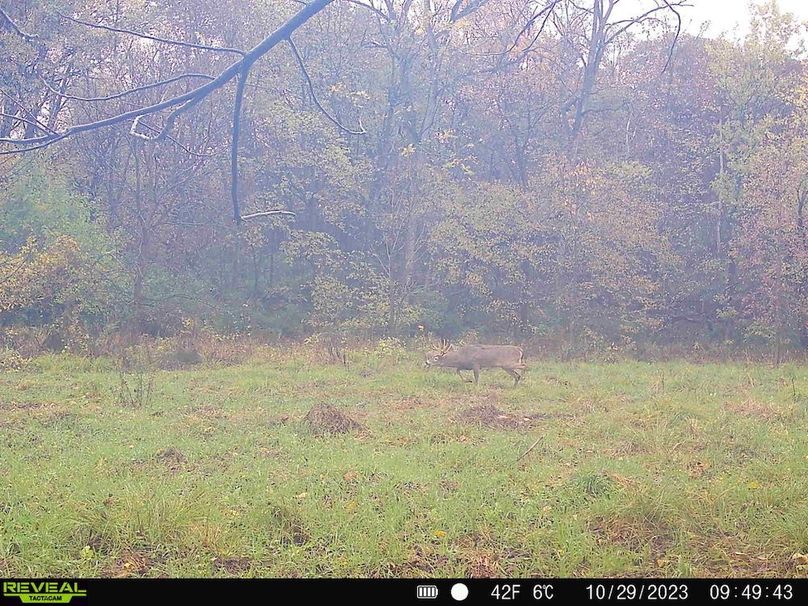 Copy of deer photos.171