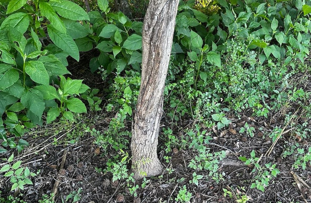 Copy of IMG_7699 (1)