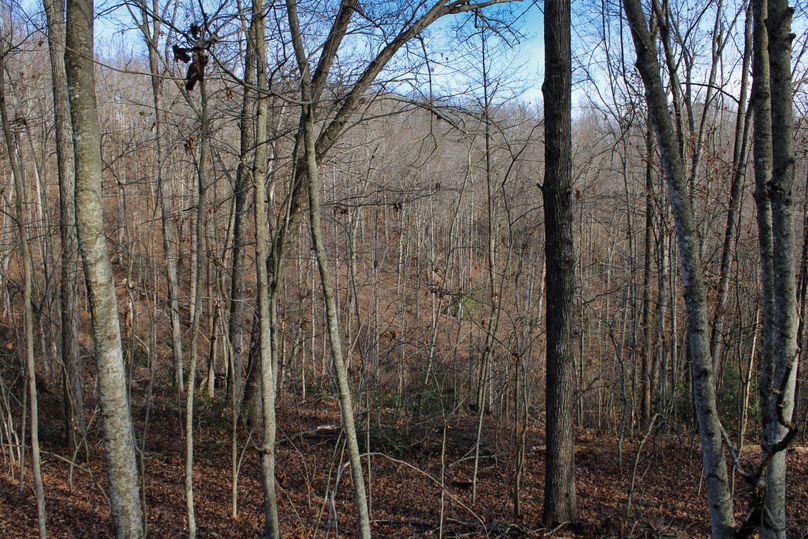 027 nice mix of young and mature timber