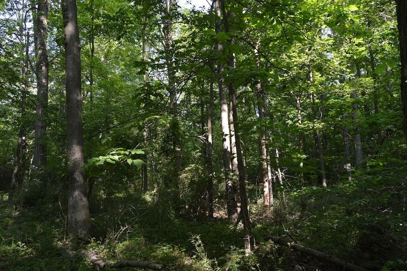 Nice woods along south edge