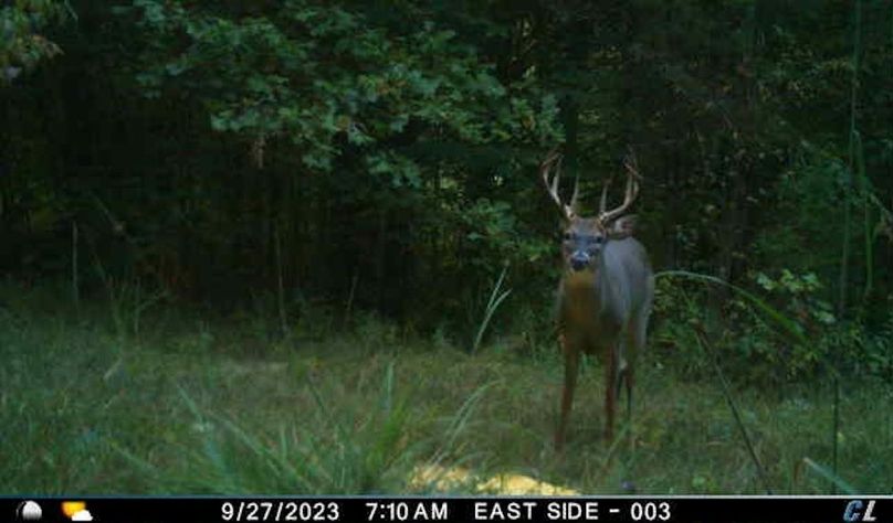 trail cam31