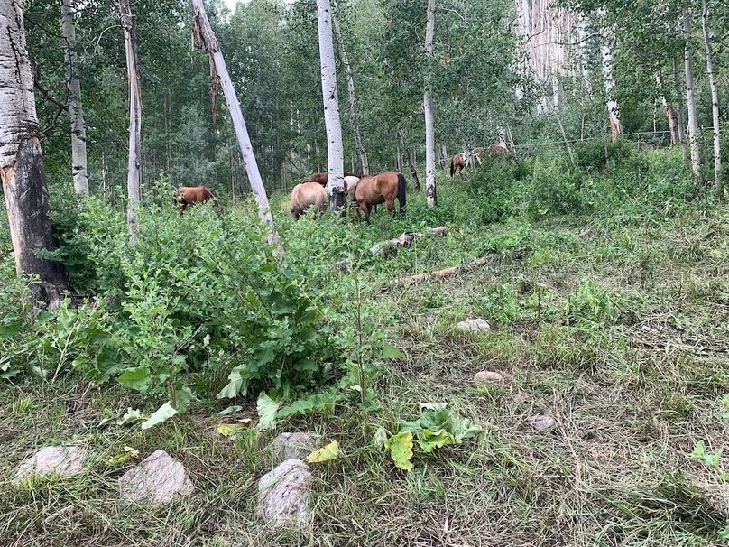 horses feeding at camp[