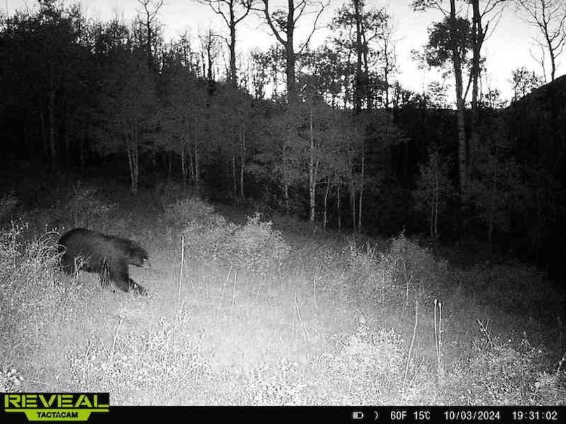 Copy of 864049052055672-20-4-10032024193102-HD-W1001299 (1)