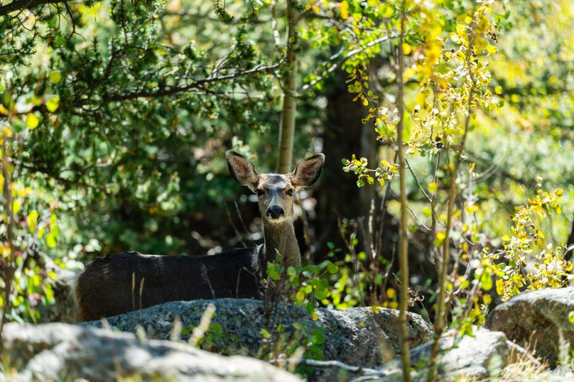 Teller Co 4.65 Thomas - 024 Mule Deer
