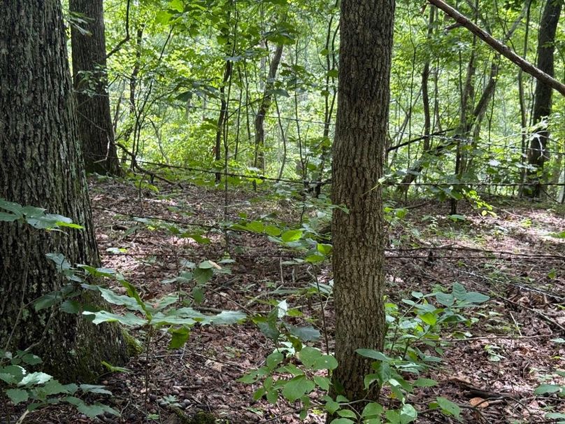 019 old fencing along the west boundary