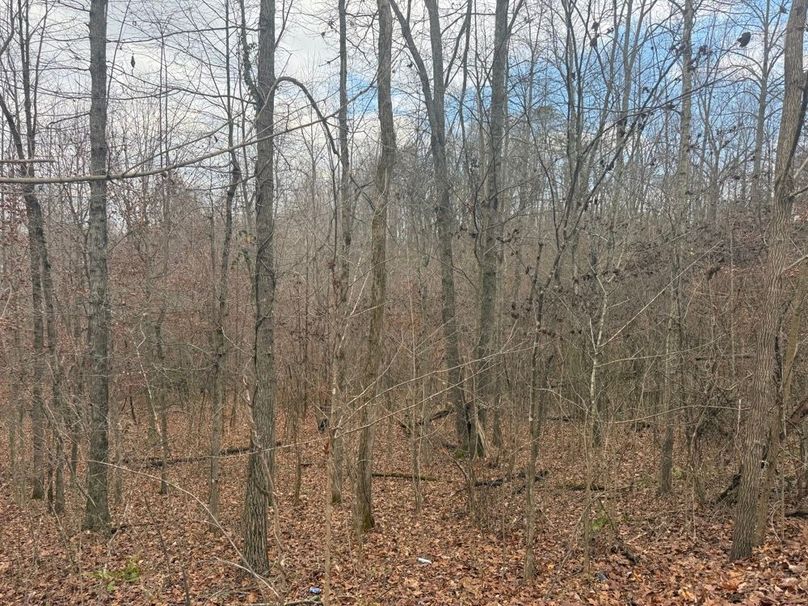 011 forested area in the northwest area of the property