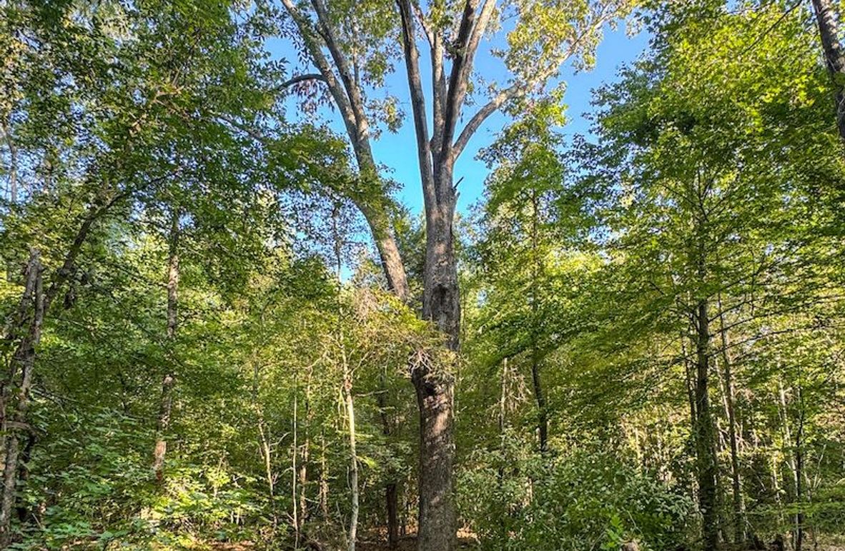 Lafayette 37.0 Bruce-04