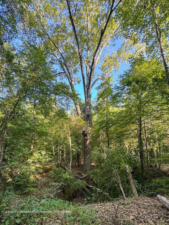 Lafayette 37.0 Bruce-04