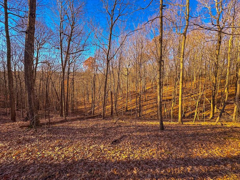 Pleasants_Wood 169.97 AC Cokeley-02