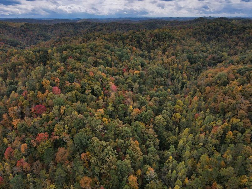 030 nice aerial shot of the thick timber