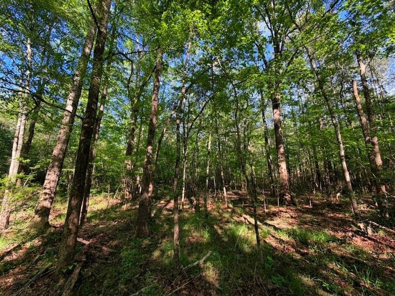 677C9570-03F6-4394-8448-EBE761653990_1_105_c