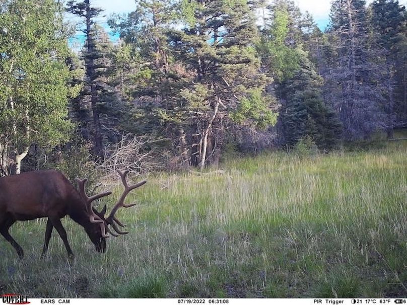 Copy of covert_1782810535